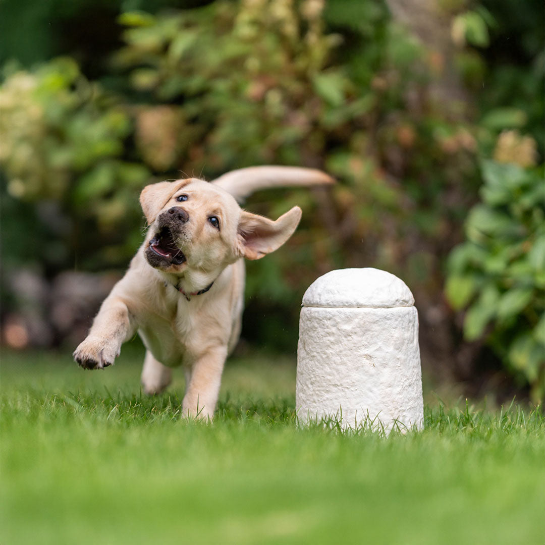 Urn Loop FurEver™ Calm