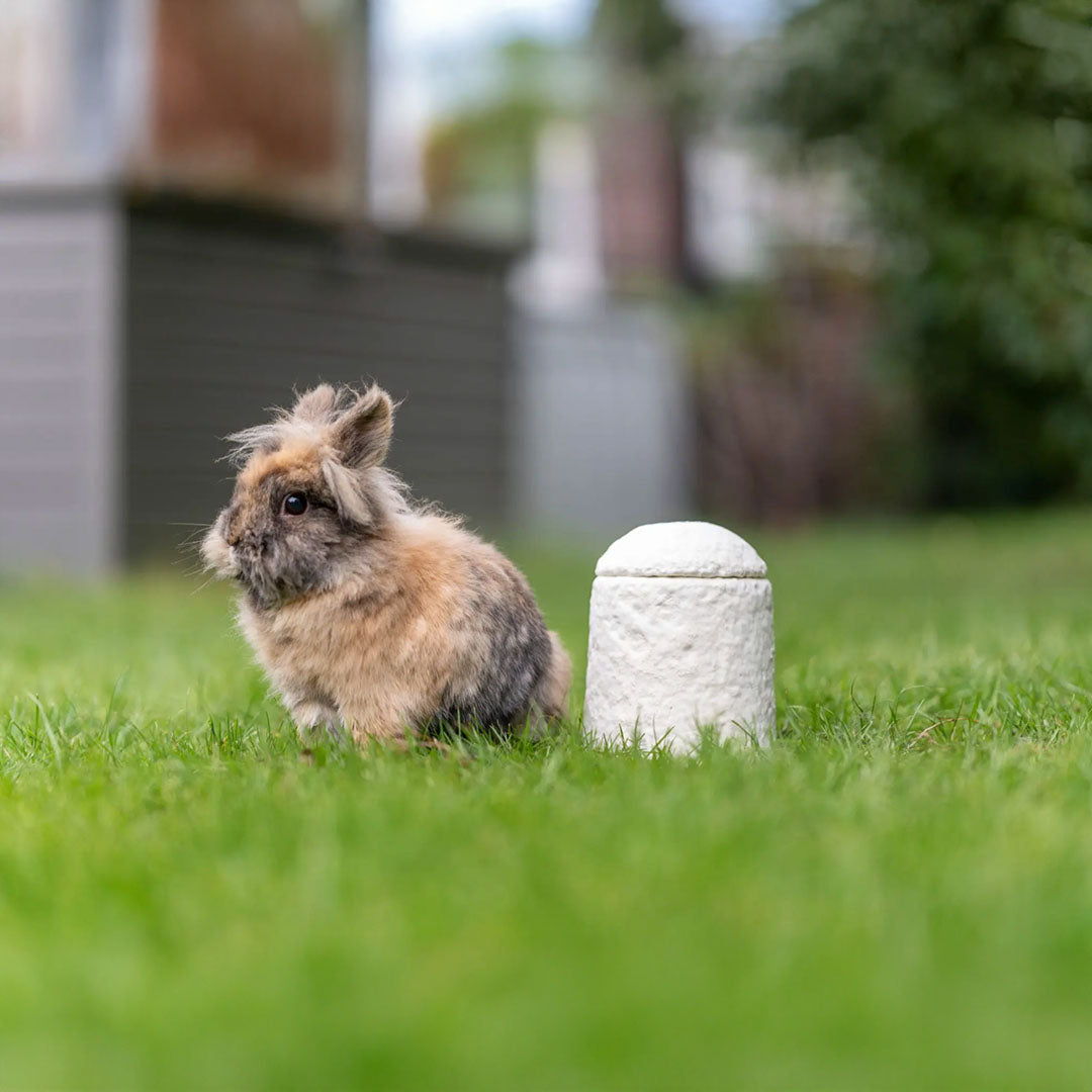 Urn Loop FurEver™ Calm