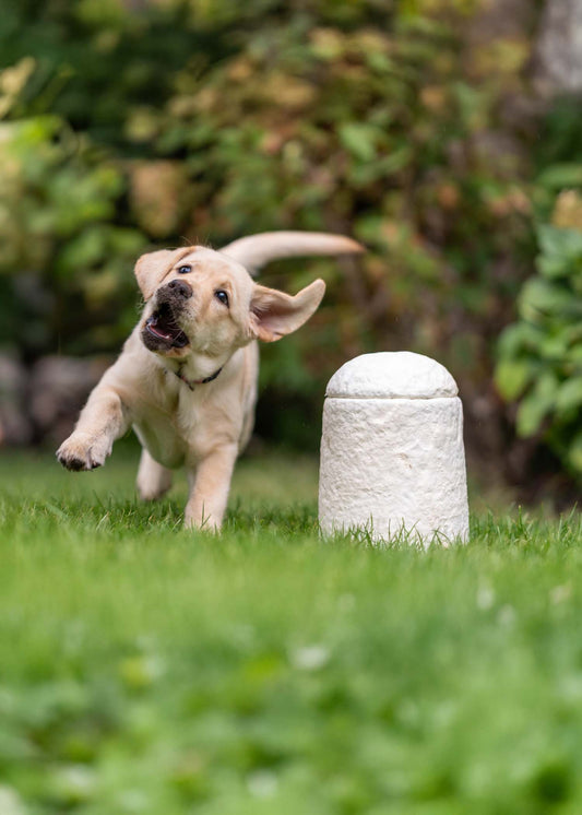 Urn Loop FurEver™ Calm